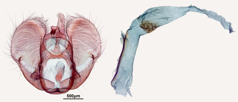 Omphisa anastomosalis