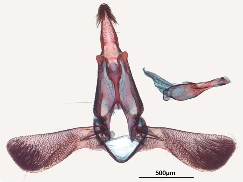 Pectinophora scutigera