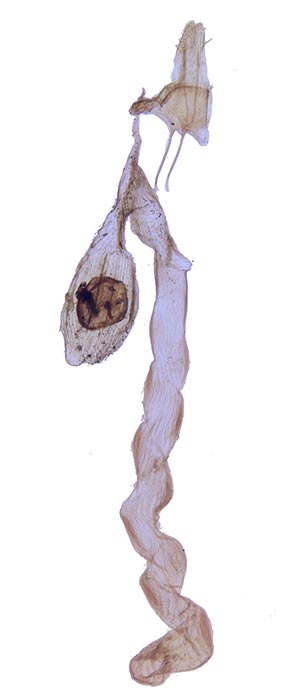 Helicoverpa gelotopoeon