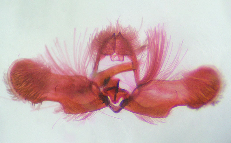 Gypsonoma nebulosana