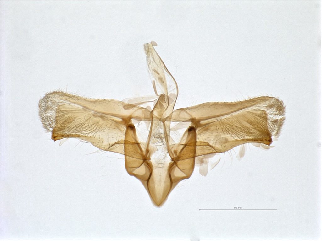 Micrurapteryx occulta