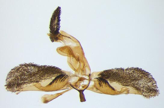 Synanthedon culiciformis