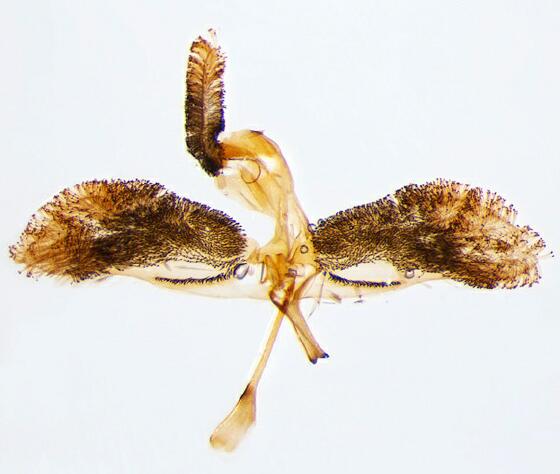 Synanthedon albicornis