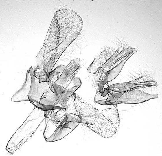 Thaumatographa youngiella