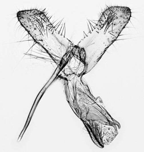 Monopis dorsistrigella