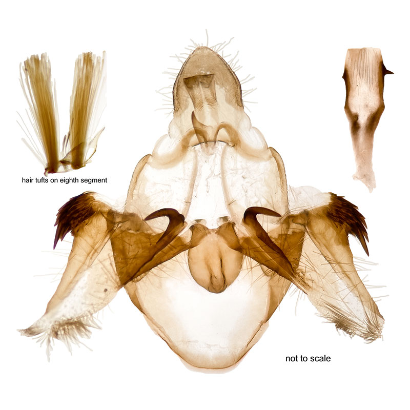 Pyla scintillans