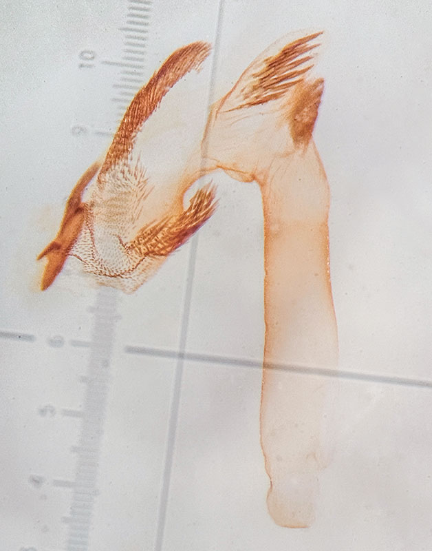 Anavitrinella pampinaria