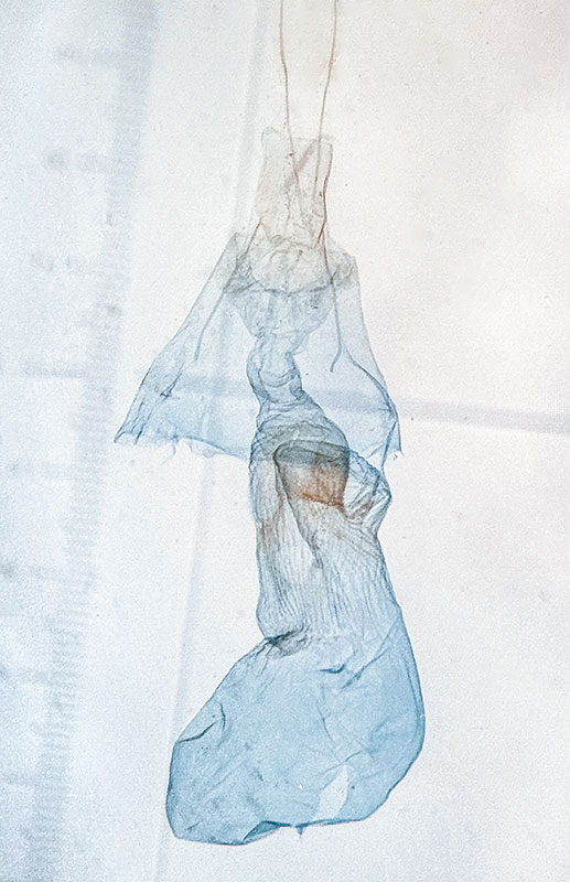 Anavitrinella pampinaria