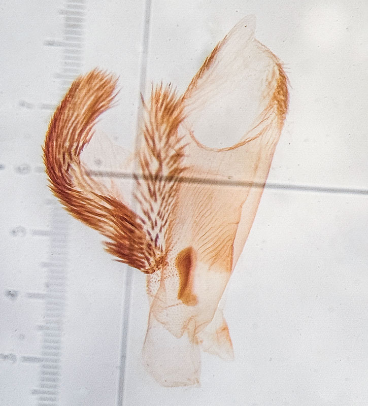 Anavitrinella atristrigaria