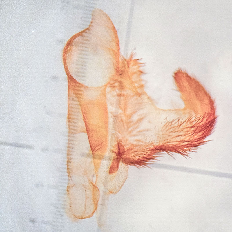 Anavitrinella atristrigaria