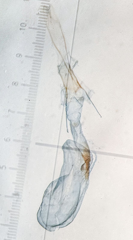Anavitrinella atristrigaria