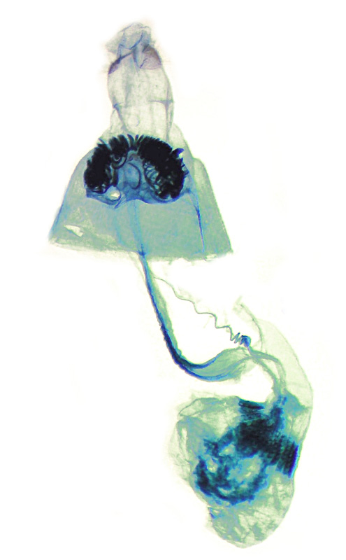 Bucculatrix packardella