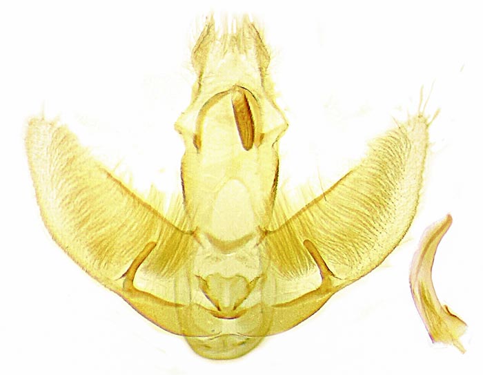 Agonopterix argillacea