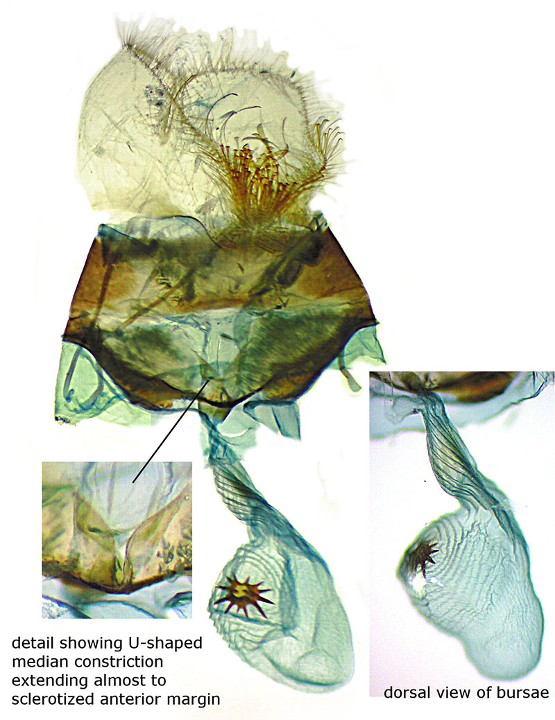 Glaucina denticularia