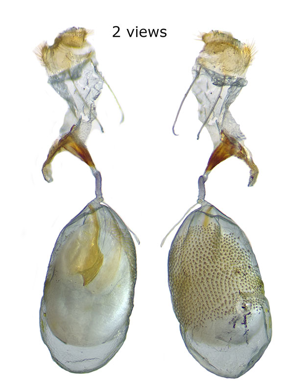 Protoproutia laredoata