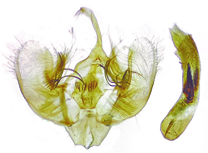 Stamnodes coenonymphata