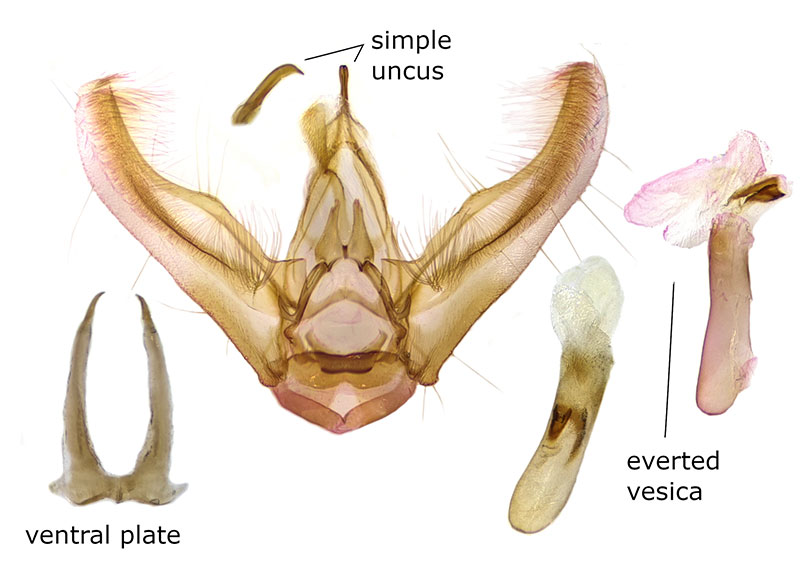 Eupithecia monacheata