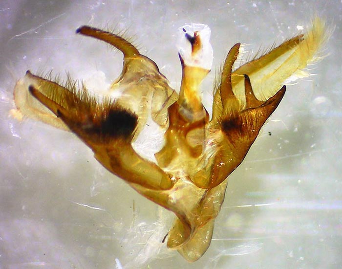 Caenurgina crassiuscula