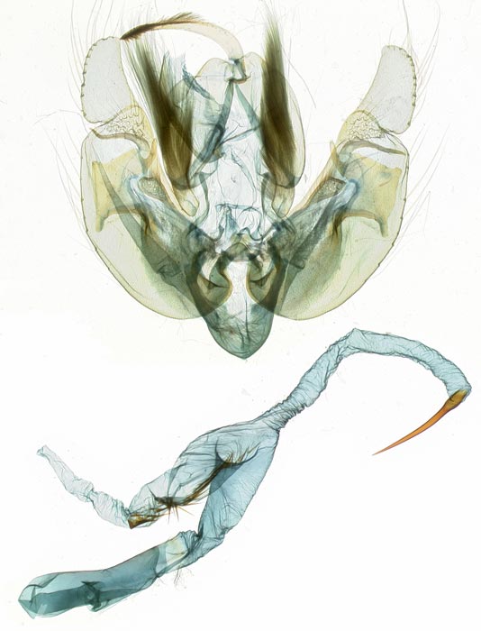 Leucania phragmitidicola