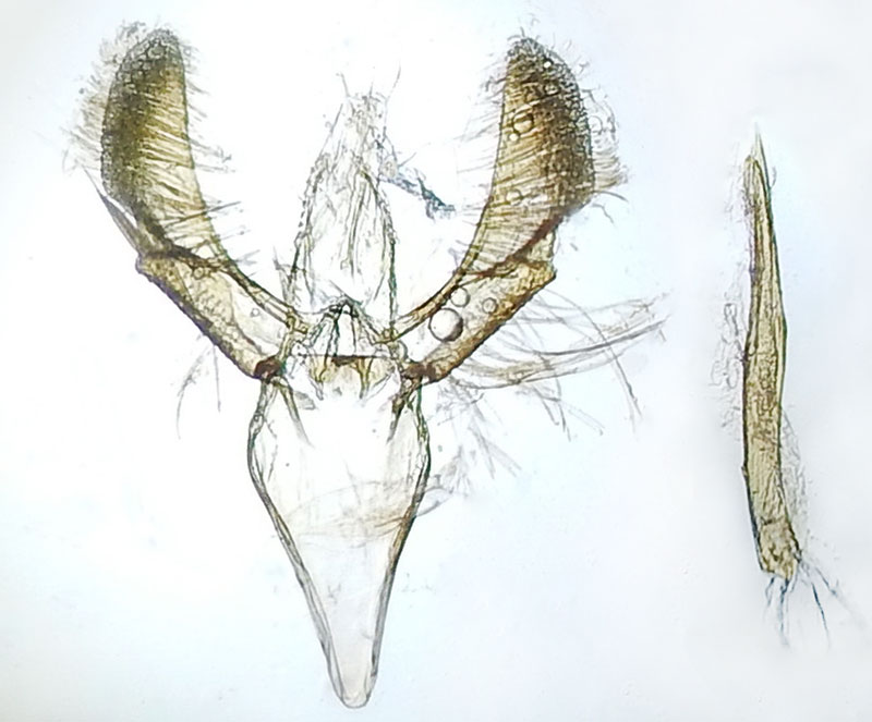 Caloptilia flavimaculella