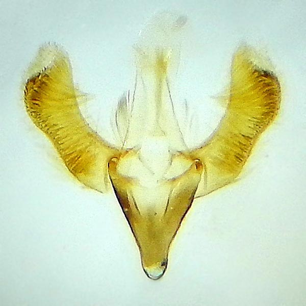 Caloptilia fraxinella