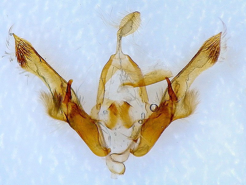 Homorthodes euxoiformis