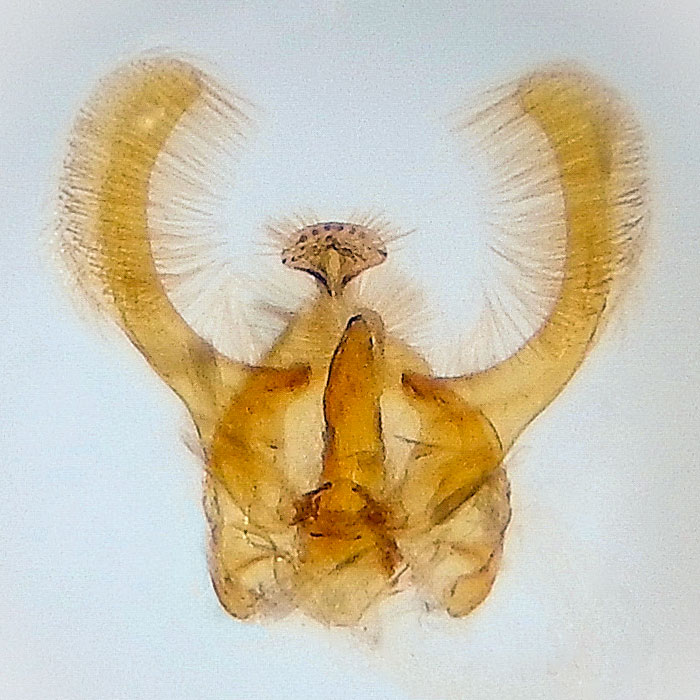 Endothenia conditana