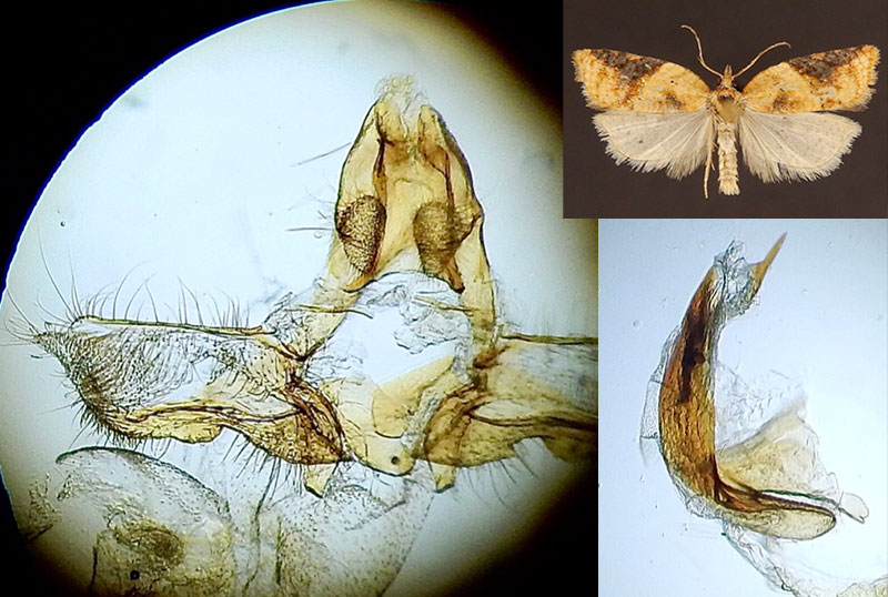 Acleris britannia