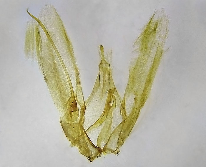 Hellinsia linus