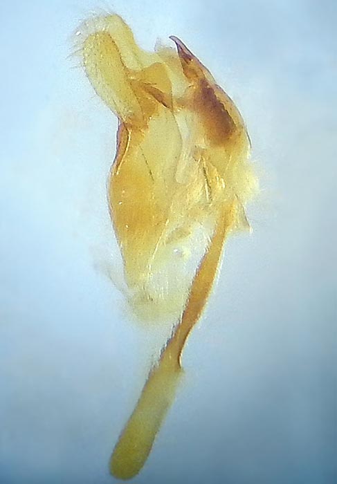Protoproutia rusticaria