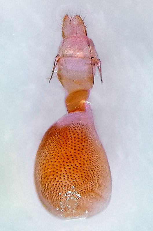 Nomenia nr. duodecemlineata