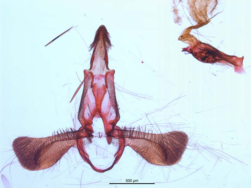 Pectinophora gossypiella