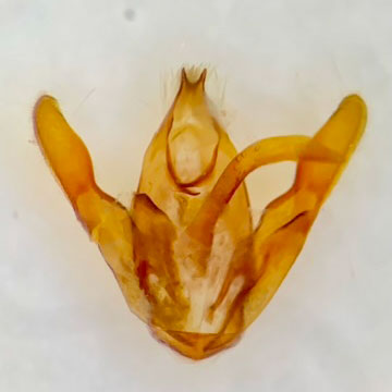 Acrolophus texanella