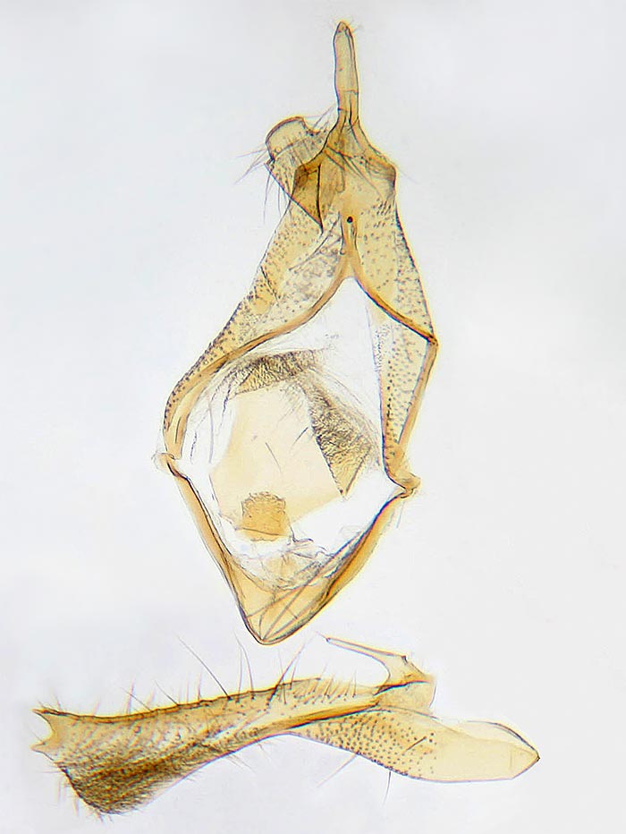 Glyphidocera floridanella