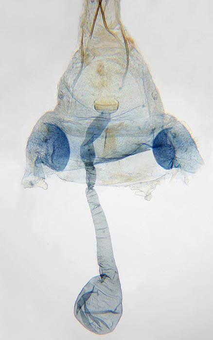 Walshia amorphella