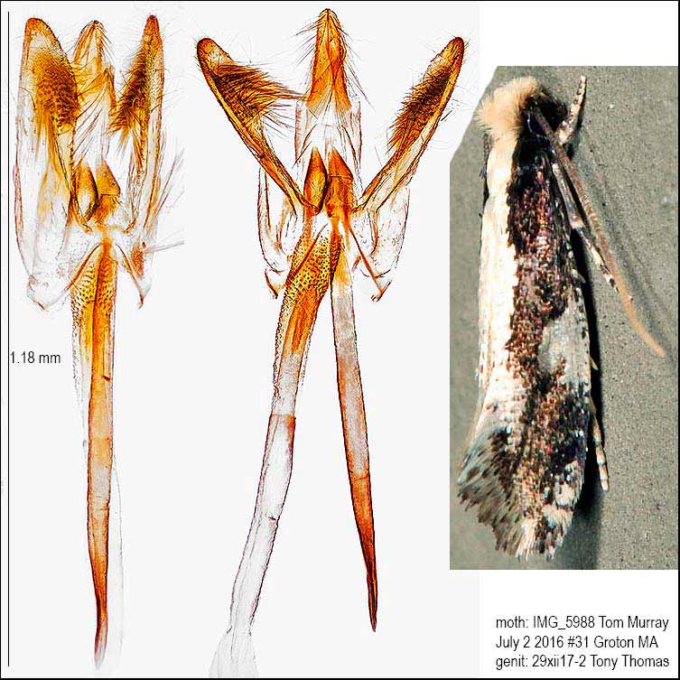Monopis dorsistrigella