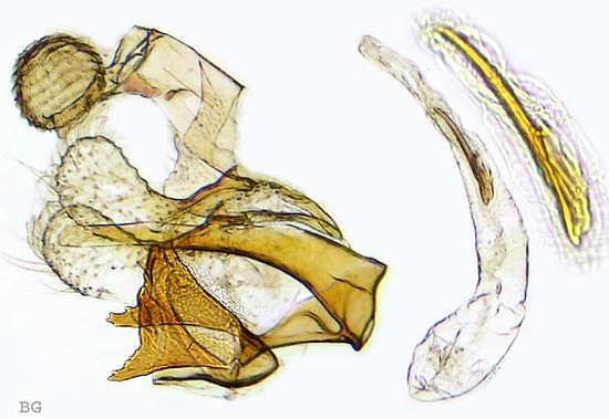 Coleophora serratella