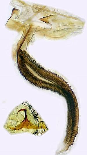 Coleophora laricella