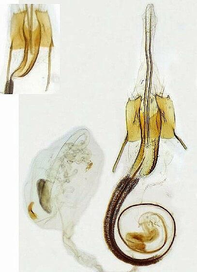 Coleophora versurella