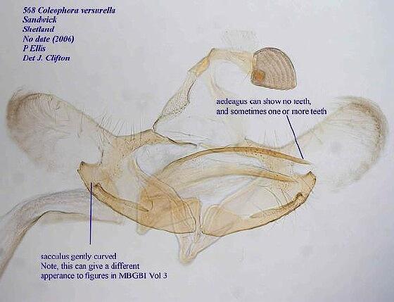Coleophora versurella