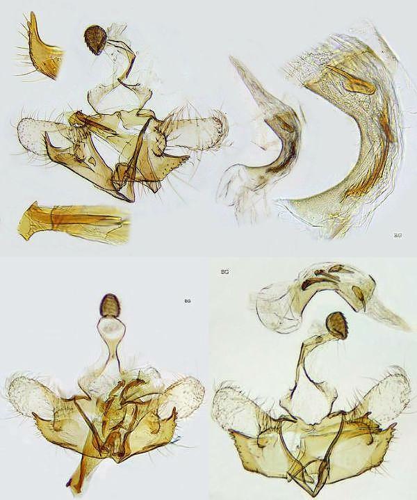 Coleophora alticolella