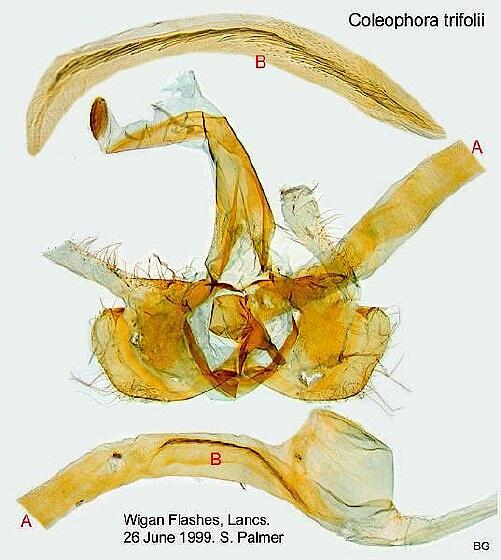 Coleophora trifolii