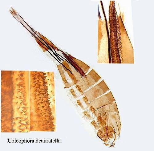 Coleophora deauratella