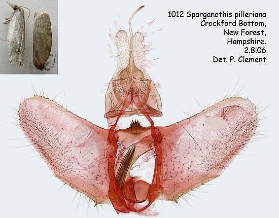 Sparganothis pilleriana
