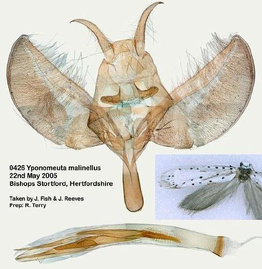 Yponomeuta malinellus
