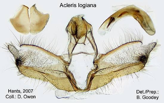 Acleris placidana