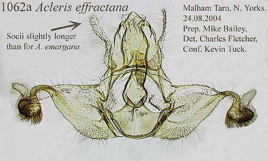 Acleris effractana