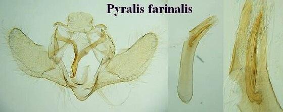 Pyralis farinalis