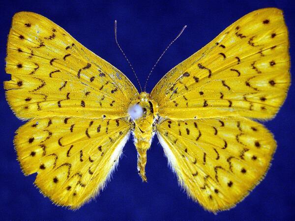 Butterfly Chrysalis Butterfly Bedding Beautiful Butterflies