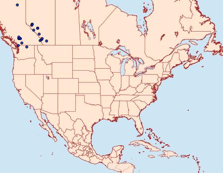 Distribution Data for Lasionycta poca